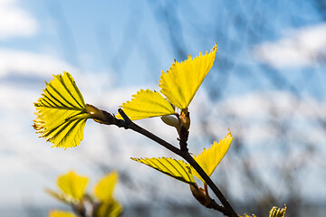 Image showing Springtime with new birch tree leaves