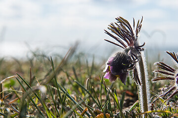 Image showing Hairy small pasque flower