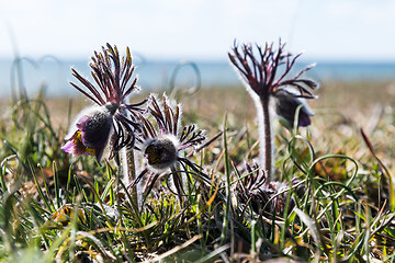 Image showing Small Pasque flowers close up