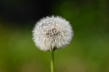 Image showing Dandelion with seeds
