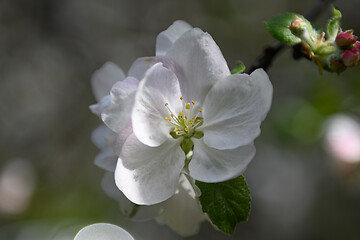 Image showing Macro closeup of blooming apple tree white flowers during springtime