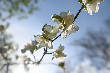 Image showing Macro closeup of blooming apple tree white flowers during springtime