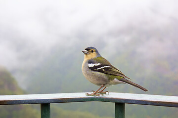 Image showing Madeira chaffinch bird, fingilla coelebs madeirensis