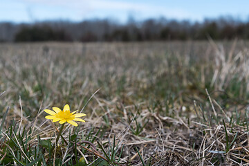 Image showing Yellow flower close up