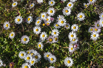 Image showing Common daisies in a background image