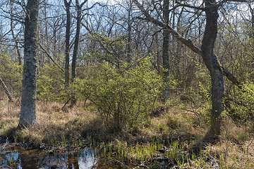 Image showing Leafing time in a deciduous forest