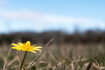 Image showing Yellow Pilewort flower close up