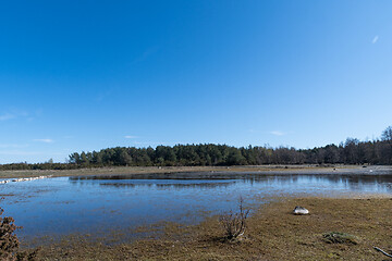 Image showing Wetland by spring season with blue skies