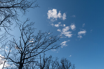 Image showing Bare oak tree tops by blue skies