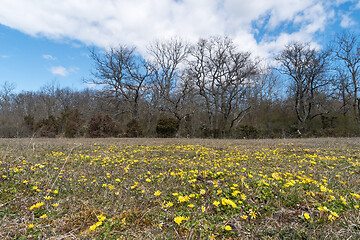 Image showing Yellow flowers in a field