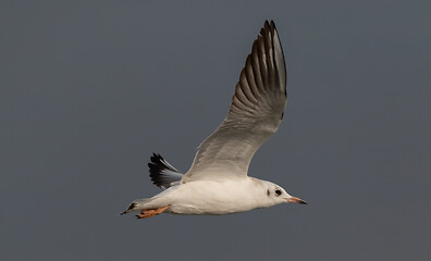 Image showing Juvenile Black-headed gull (Chroicocephalus ridibundus) in flight