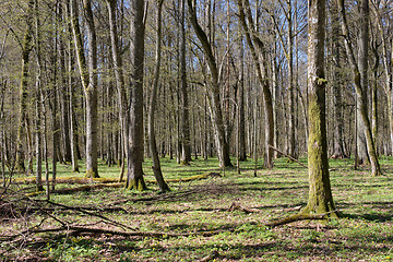 Image showing Linden tree deciduous forest in spring