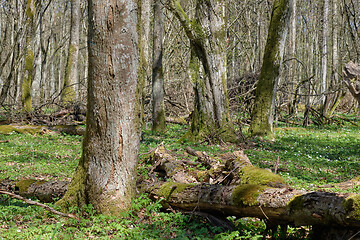 Image showing Linden tree deciduous forest in spring