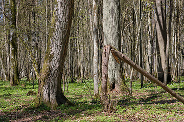 Image showing Linden tree deciduous forest in spring