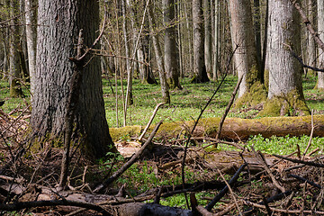 Image showing Linden tree deciduous forest in spring