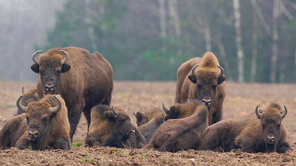 Image showing European bison (Bison bonasus) herd resting