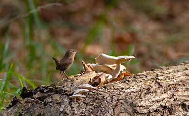 Image showing Eurasian Wren (Troglodytes troglodytes) in summer