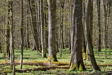 Image showing Linden tree deciduous forest in spring