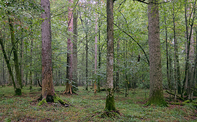 Image showing Deciduous stand with hornbeams and oaks