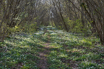 Image showing Footpath covered with wood anemones