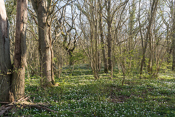 Image showing Ground covered with wood anemones in a forest