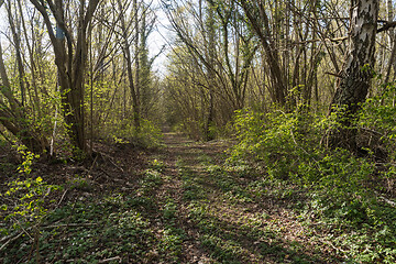 Image showing Footpath in leafing time in a deciduous forest