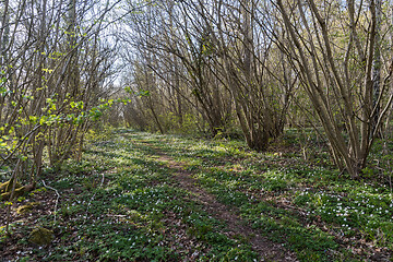 Image showing Bright deciduous forest with a path in spring season