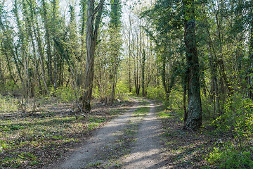 Image showing Dirt road through a deciduous forest