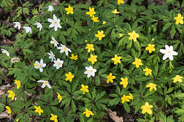 Image showing Blossom white and yellow wood anemones