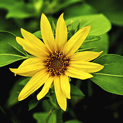 Image showing Beautiful Small Sunflower