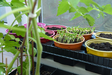 Image showing Spring seedlings growing on the window, sprouted plants