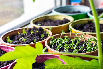 Image showing Sprouted seeds of new plants in a pot on a windowsill, close-up