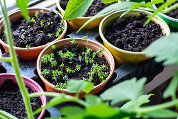 Image showing Garden on the windowsill, new plants sprout in pots