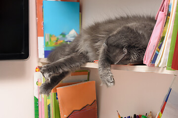 Image showing cute, shaggy cat sleeps on a bookshelf