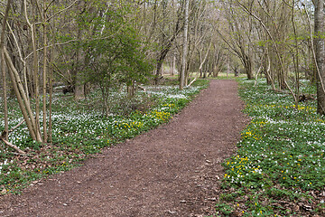 Image showing Beautiful footpath with spring flowers