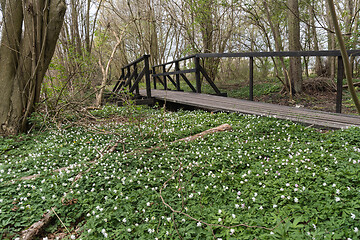 Image showing Blossom wood anemones by a wooden footbridge