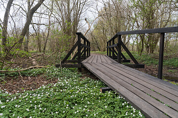 Image showing Wooden footbridge by leafing time