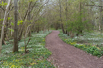 Image showing Path with blossom anemones in leafing season