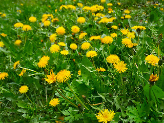 Image showing Lots of Dandelion Flowering on Meadow