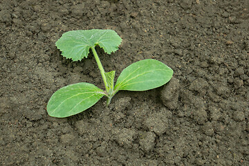 Image showing Squash seedling planted in the ground