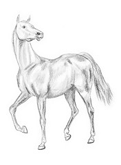 Image showing Walking horse drawing