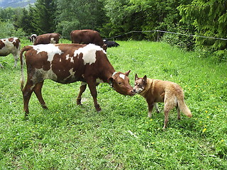 Image showing Cow and Dog