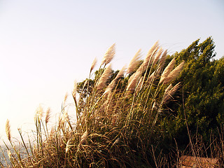 Image showing Park bench hidden in wind swept foilage at ocean