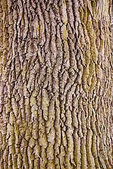 Image showing Tree trunk in a forest