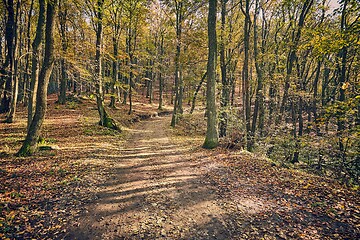 Image showing Autumn forest path between trees