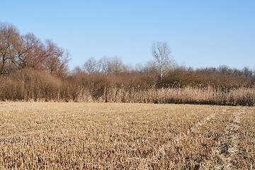 Image showing Dry autumn meadow