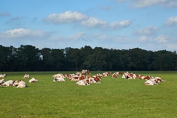 Image showing Cows on a farm