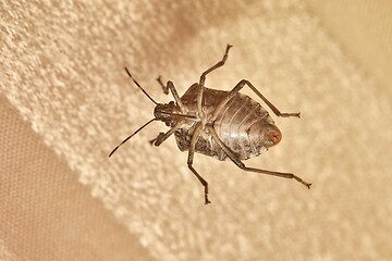 Image showing Stink bug closeup