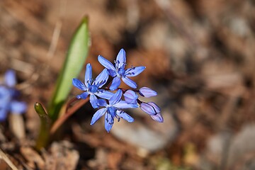 Image showing Small blue Scilla flowers in spring