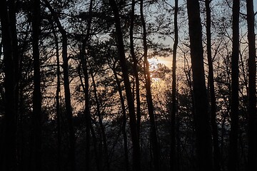 Image showing Pine trees silhouettes at sunset